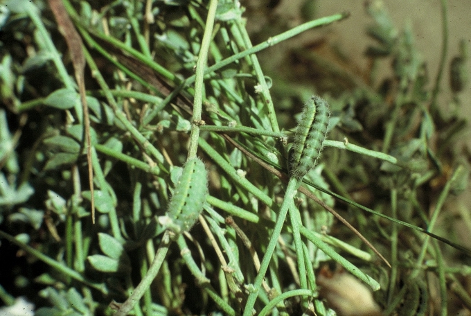 Zygaena orana sardoa